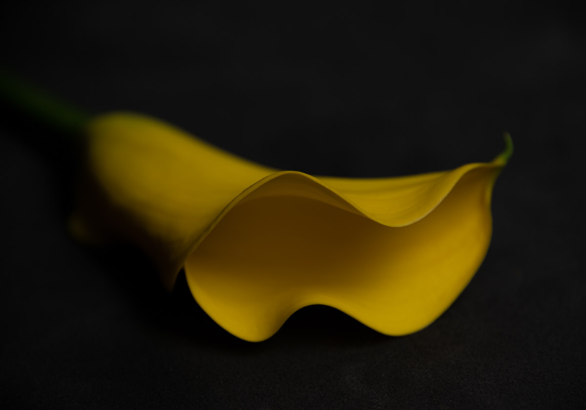 Calla Yellow