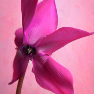 Dancing Cyclamen