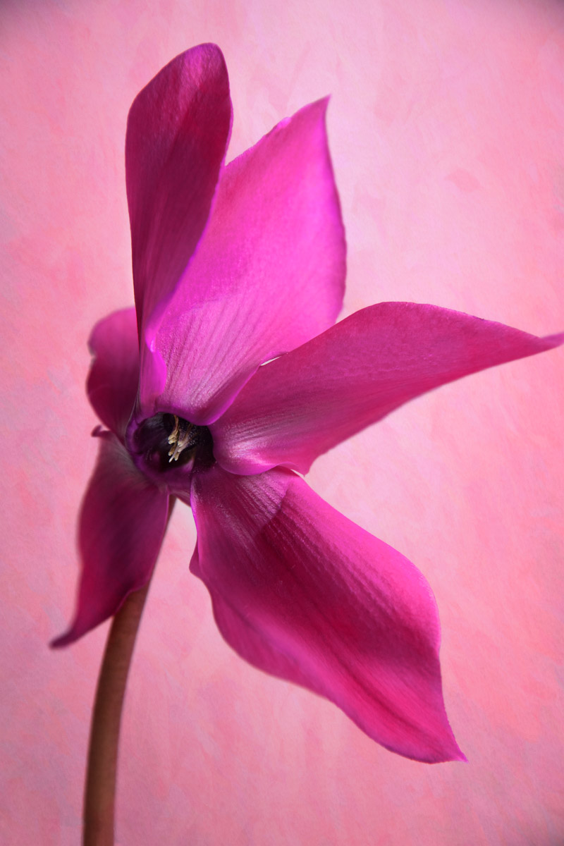 Dancing Cyclamen