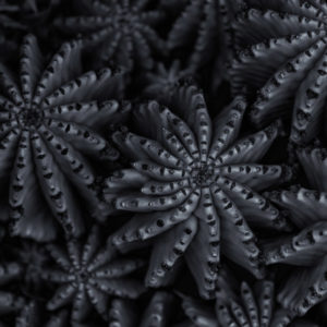 Fractals 1