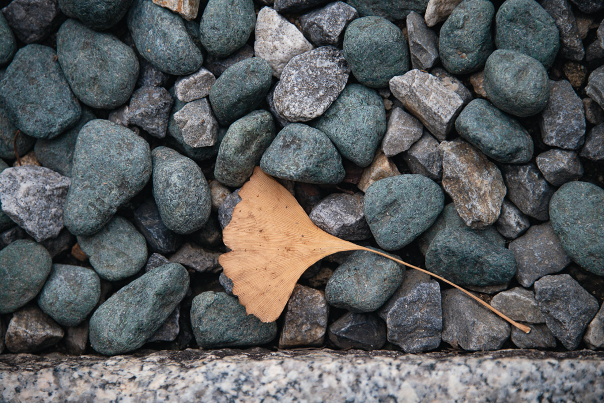 Gingko Leaf