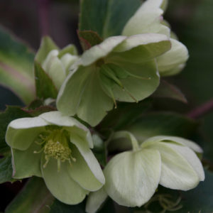 Hellebores