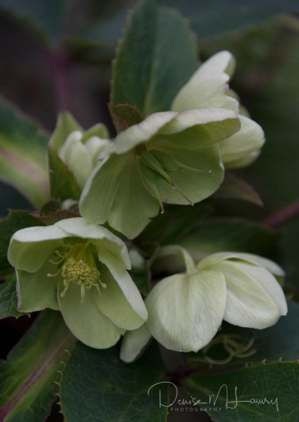 Hellebores