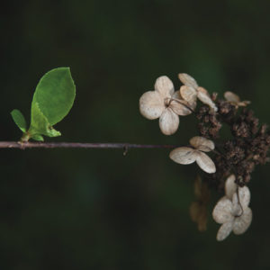 Hydrangea