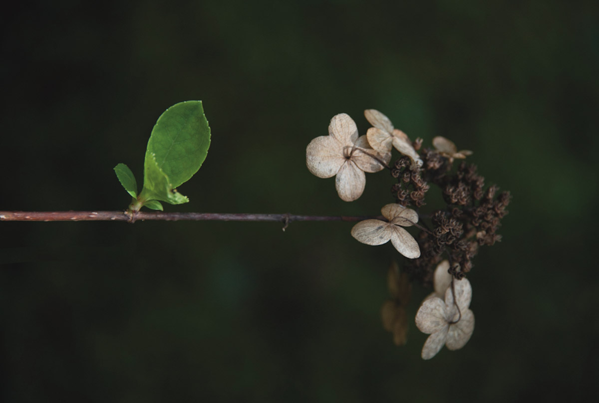 Hydrangea