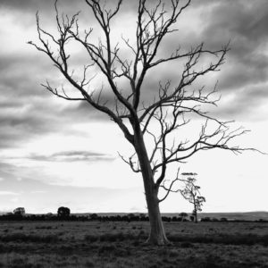 Lone Tree Bairnsdale
