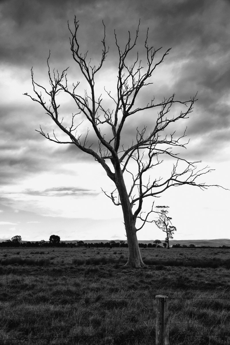 Lone Tree Bairnsdale