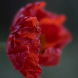 Red Poppy