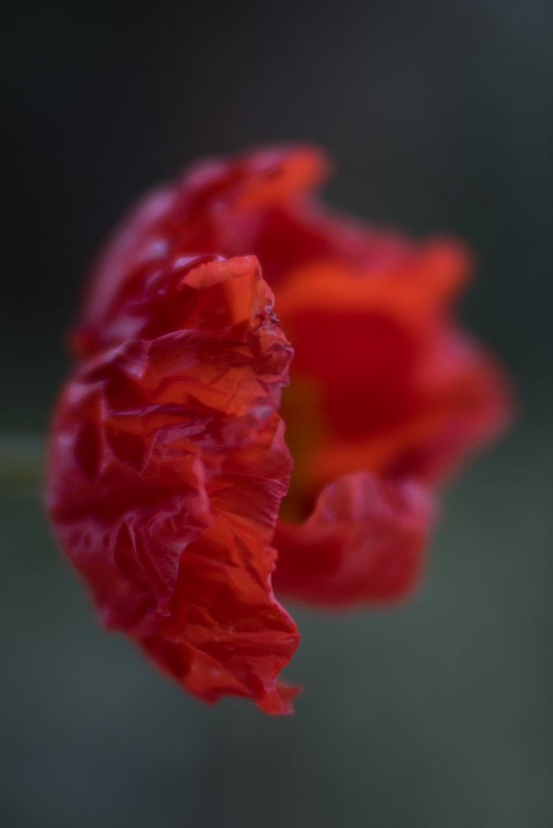 Red Poppy