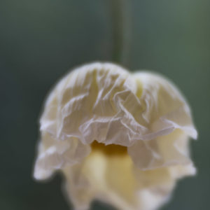 White Poppy