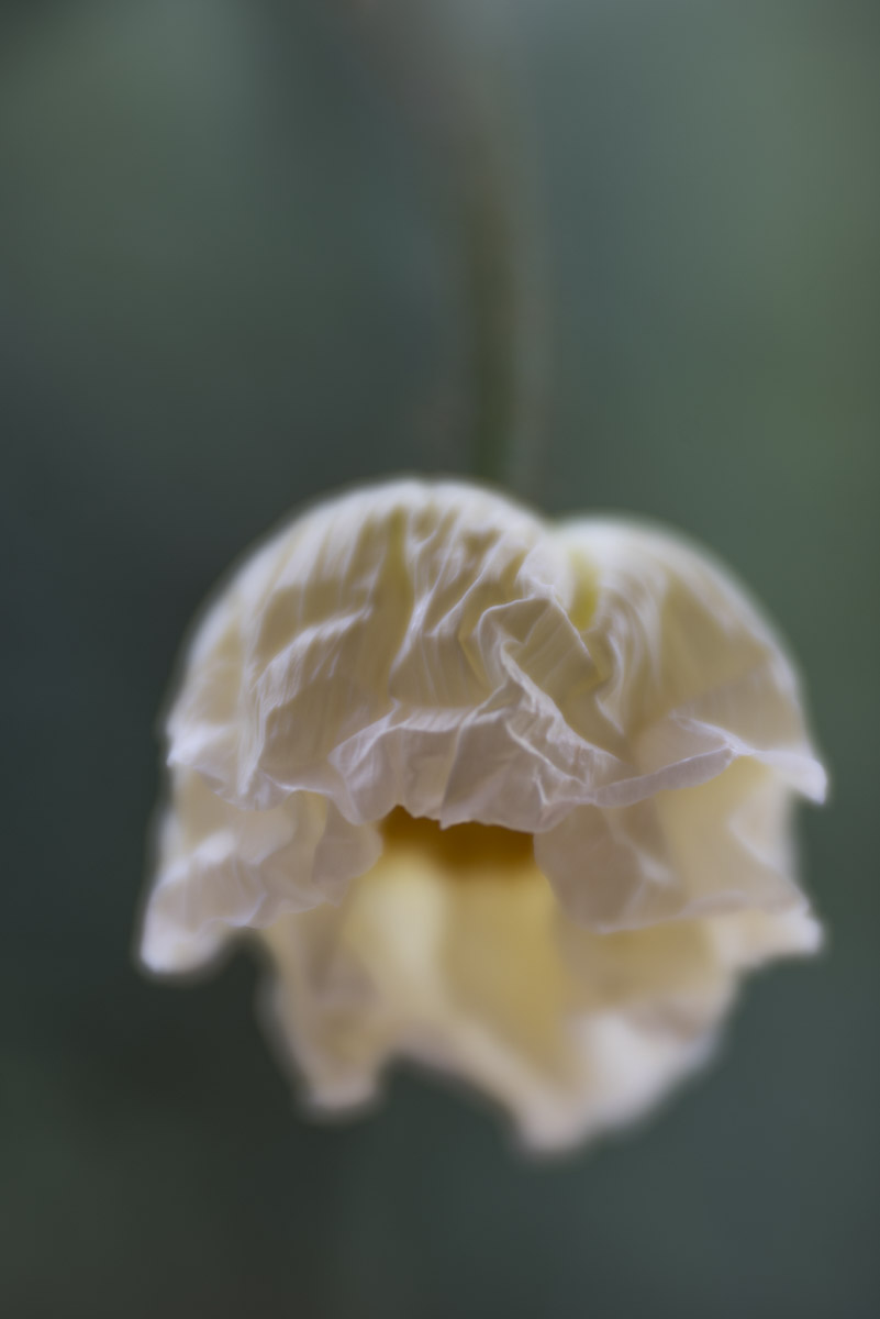 White Poppy
