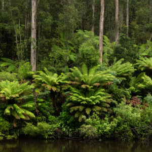 Arthur River Ferns