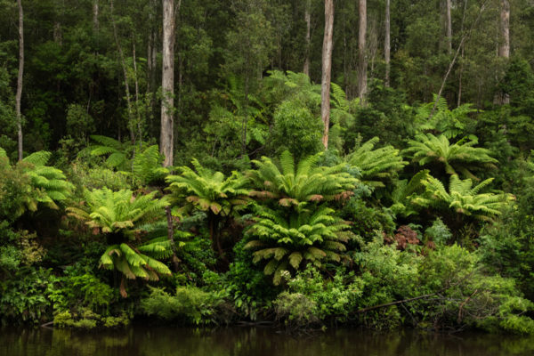 Arthur River Ferns