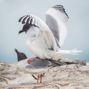 Courtship Ritual