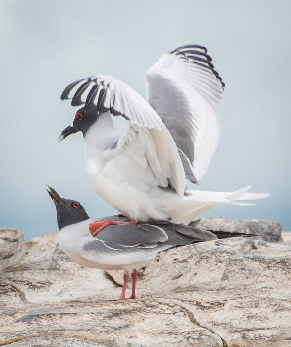 Courtship Ritual