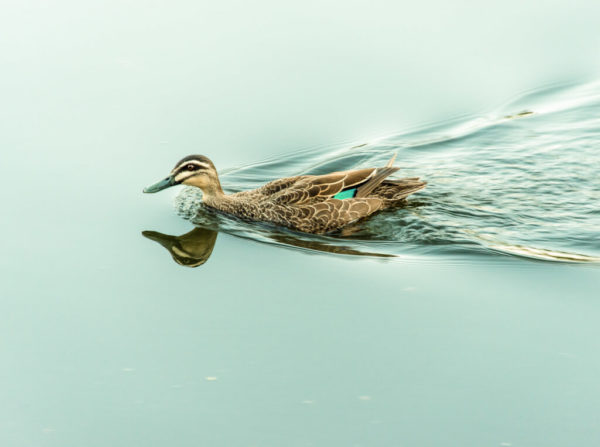 Erskin River Duck