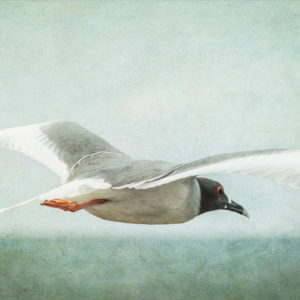 Flight of the Swallow Tailed Gull