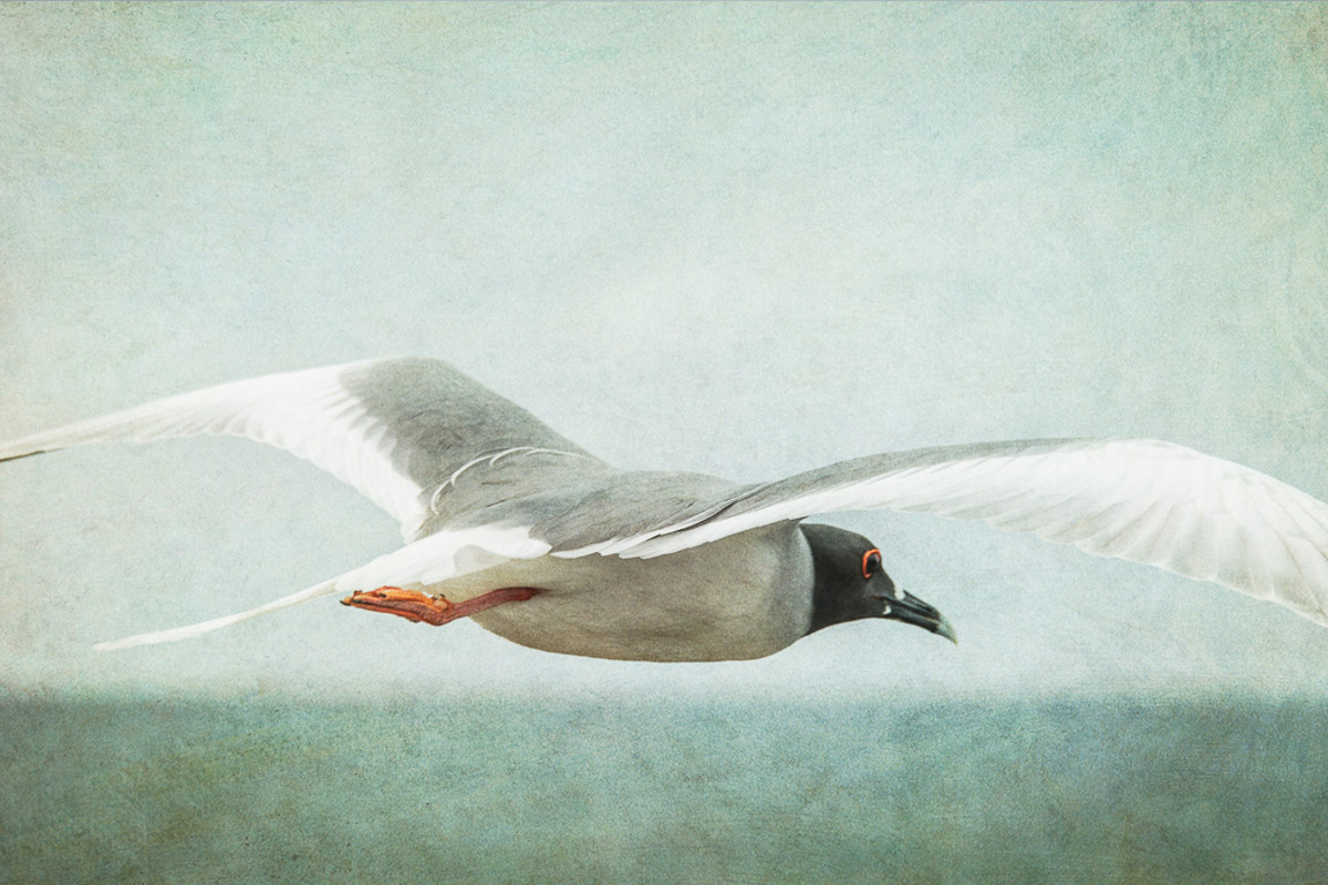 Flight of the Swallow Tailed Gull