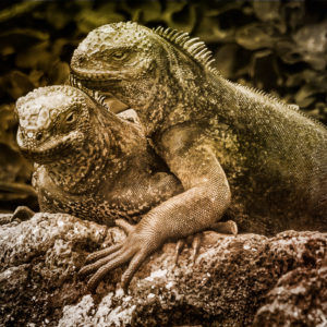 Marine Iguanas Galapogos