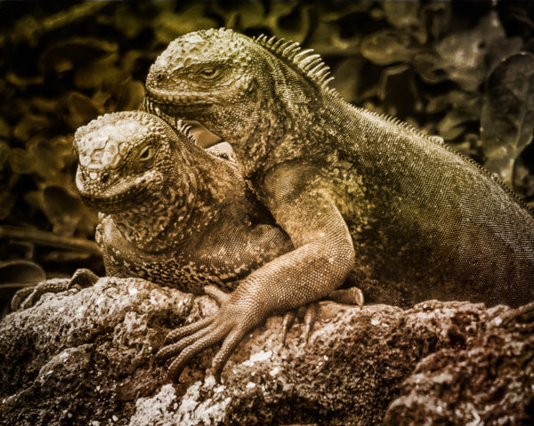 Marine Iguanas Galapogos