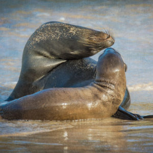 Sealion Yoga