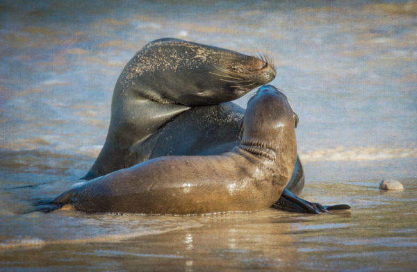 Sealion Yoga