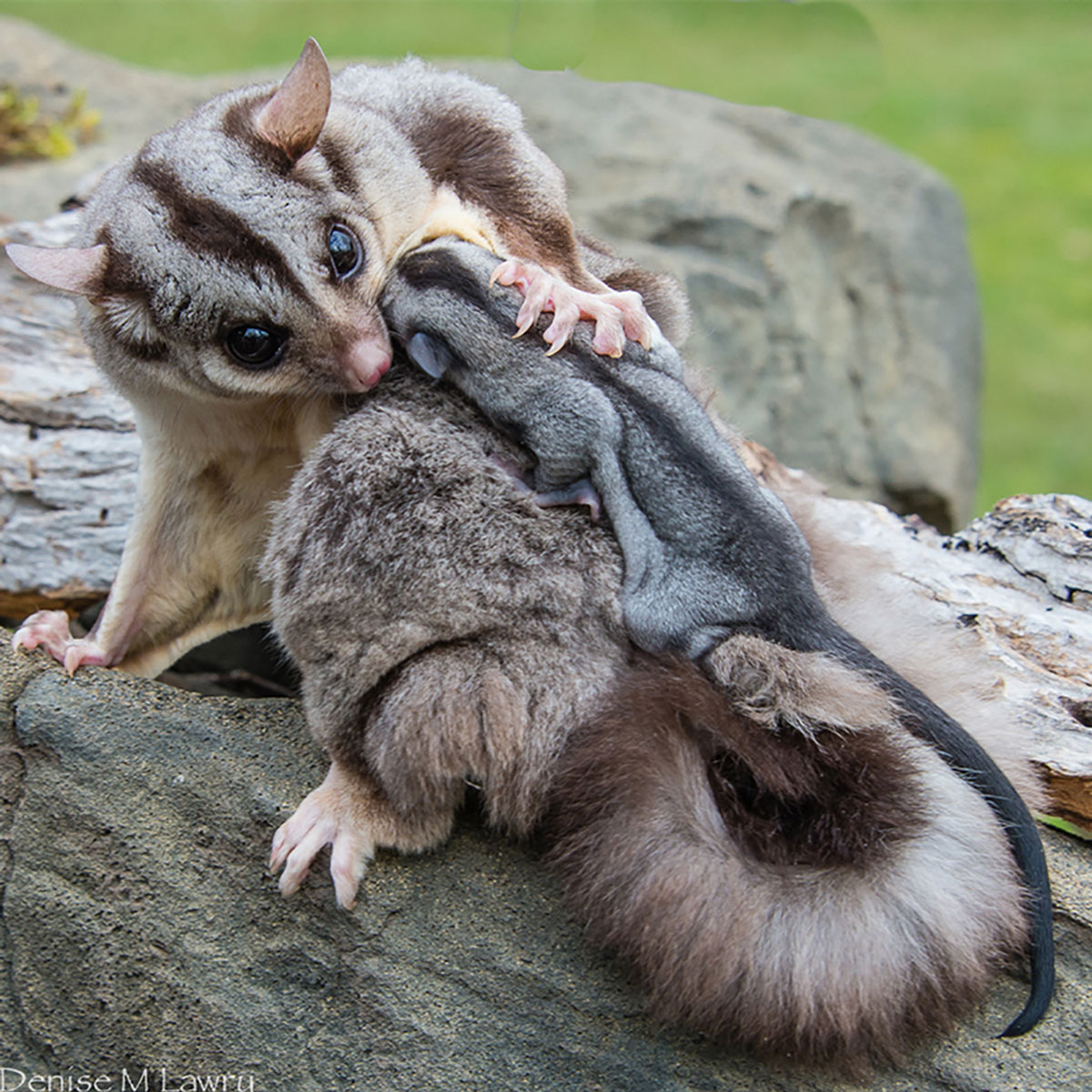 Sugar Glider Embrace