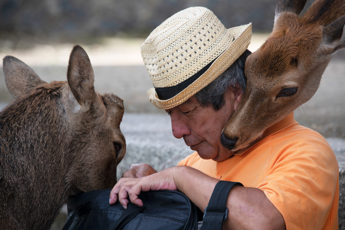Nara Man With Deer