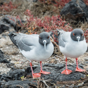 Pair of Swallow Tailed Gulls Galapagos