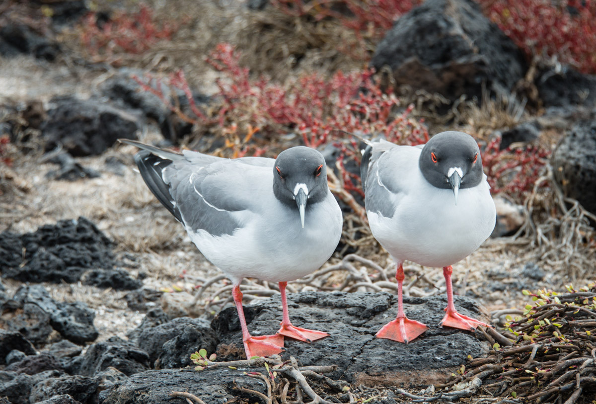 Pair of Swallow Tailed Gulls Galapagos